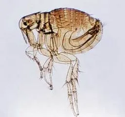 Veba