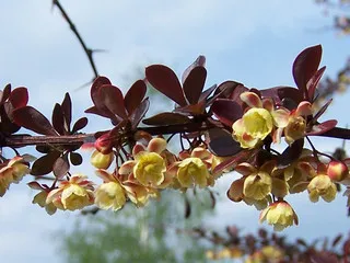 Amberbaris (kadın tuzluğu, sarı saçlı, diken üzümü)