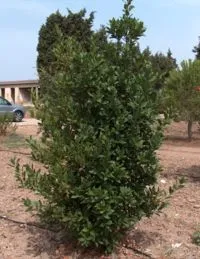 Defne ağacı (defne yemişi)