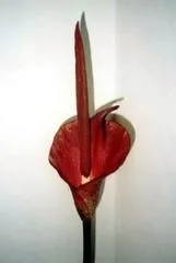 Konnyaku