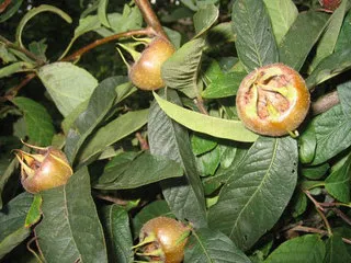 Muşmula