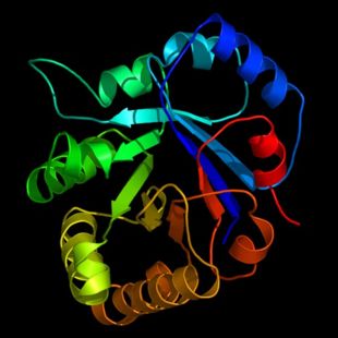 Carnitine enzimi