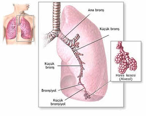 Akciğerlerin anatomi ve fonksiyonları