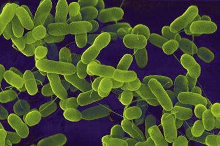 Bakterilerle savaşa son verin