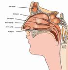 Burunun yapısı ve burun kırılması