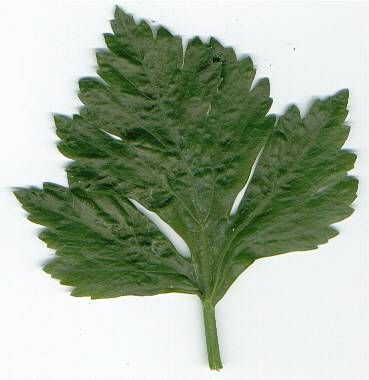 Aksar
