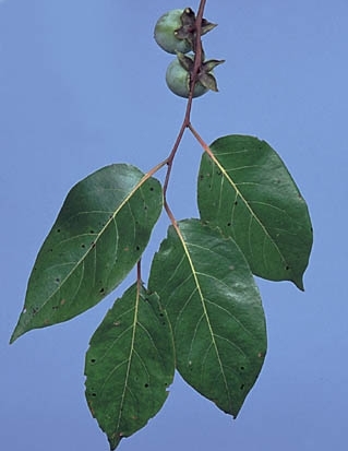 Abanoz ağacı (hint abanozu)