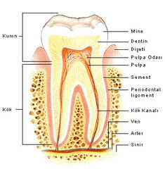 Dişin yapısı
