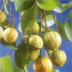 Garcinia Cambogia / HCA