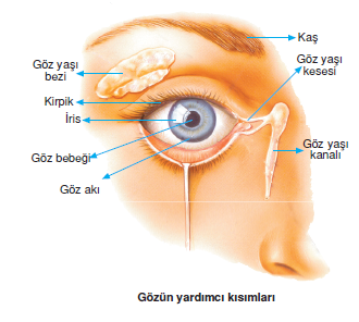 Göz akında beyaz birikinti ( Pinguekula ) ve kuşkanadı ( Pterijium )