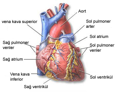 Kalp yetersizliği nedir ?