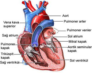 Kalp hastalıkları