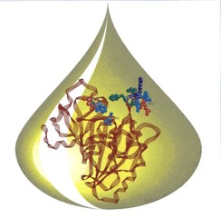 Lipid yüksekliği