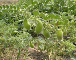 Dağ nohudu (delice nohut)