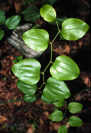 Çöpi çini (çin saparnası)