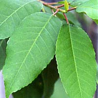 Pygeum (Pygeum africanum)