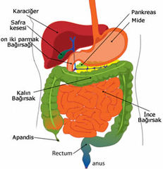 Sindirim bozukluğu