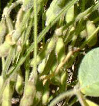 Soya (tohumu)