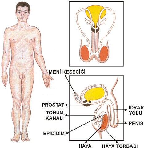 Erkek üreme organları