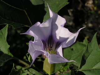 Ak karanfil (tatula, boru çiçeği)