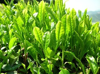 Yeşil çay (Camellia sinensis)