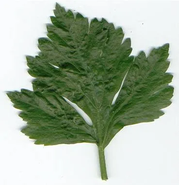 Aksar