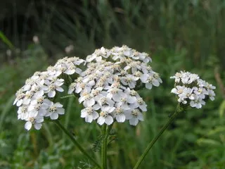 Binyaprak (gülgerotu, boynuzluca ot)