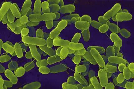 Bakterilerle savaşa son verin