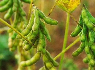 Soya fasulyesi