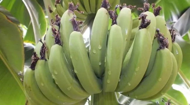 Muzun faydaları nelerdir?