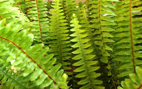 Adi ılgın (eğrelti otu, ifderi, çıban otu)