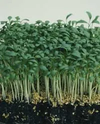 Adi su teresi (kardeme tohumu)