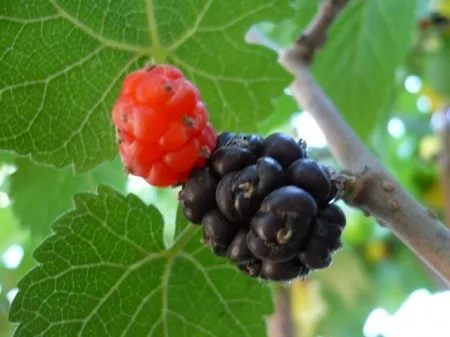 Ağaç çileği (ahu dudu, sultan böğürtleni, dağ çileği, zimavula)