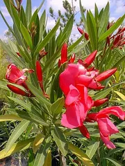 Ağu ağacı (zakkum ağacı)