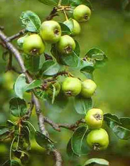 Ahlat (yaban armudu)