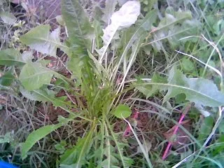 Ak hindibaba (sunnetlüce otu)