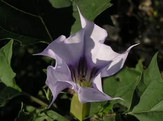 Ak karanfil (tatula, boru çiçeği)