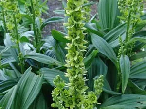 Akçöpleme (dokuz tepeli, kar çiçeği, Yabanpazısı,çöplememarulcuk)