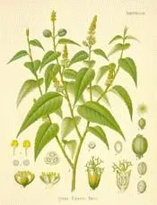 Amber kabuğu (sığla ağacı)