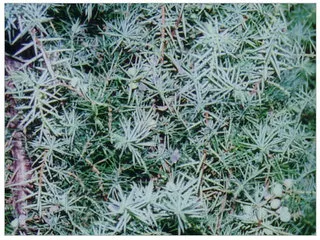 Ardıç katranı (katran ardıcı)