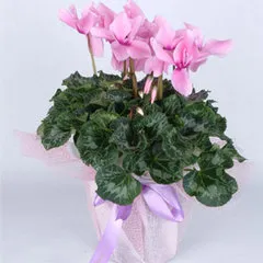 Avrupa siklameni (tavşan kulağı)