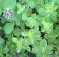 Avşan otu (fütenç, habak, yarpuz)