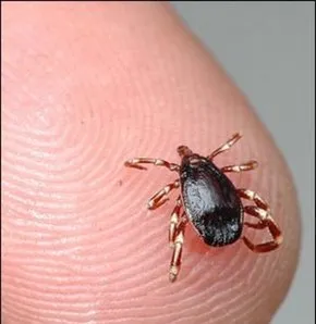 Bakanlık yeni yöntemi onayladı