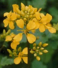 Beyaz hardal (ingiliz hardalı)