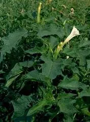 Beyaz tatula (çin zotu)