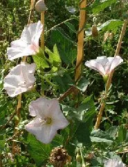 Bingözotu (mahmude, sakmunya)