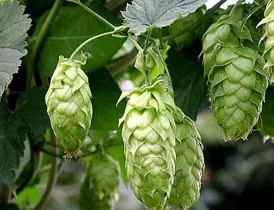 Biraçiçeği (kılıçotu, sarı kantaron, yara otu koyun kıran, kuzu kıran)