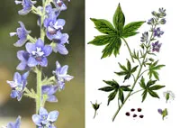 Bit otu (hazeran, kokar otu, mezevek)