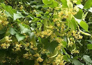 Bitkilerin cilde etkileri