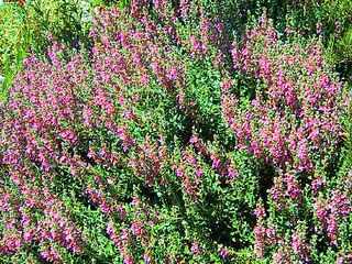 Bozcaot (cadı, tüylü kısa mahmut, boduret, tüylü yer meşesi, egzema otu)